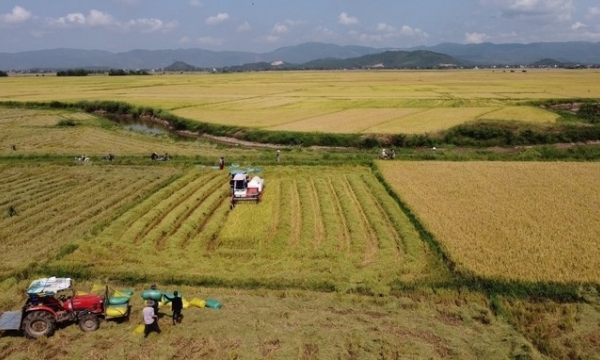 Phu Yen creates a breakthrough for the rice industry